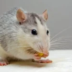 tñacuache