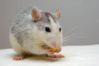 tñacuache